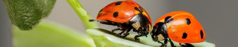 Zwei rote Käfer. Bild: Pixabay. Zwei rote Käfer. Bild: Pixabay.